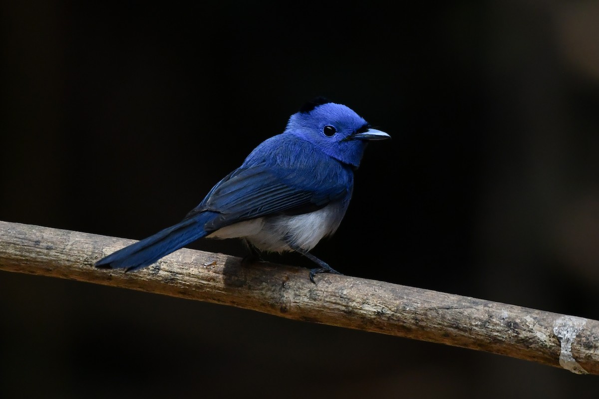 Black-naped Monarch - Rotem Avisar