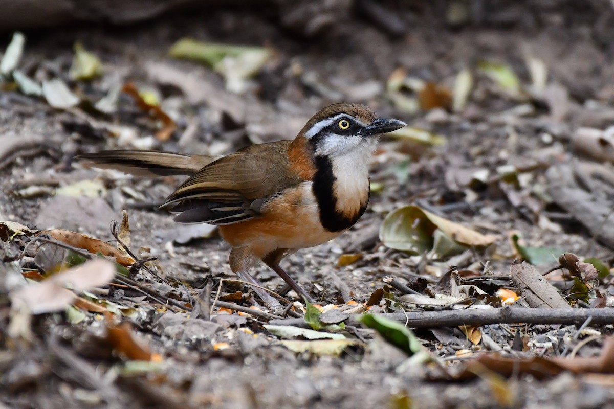 Lesser Necklaced Laughingthrush - ML619386084
