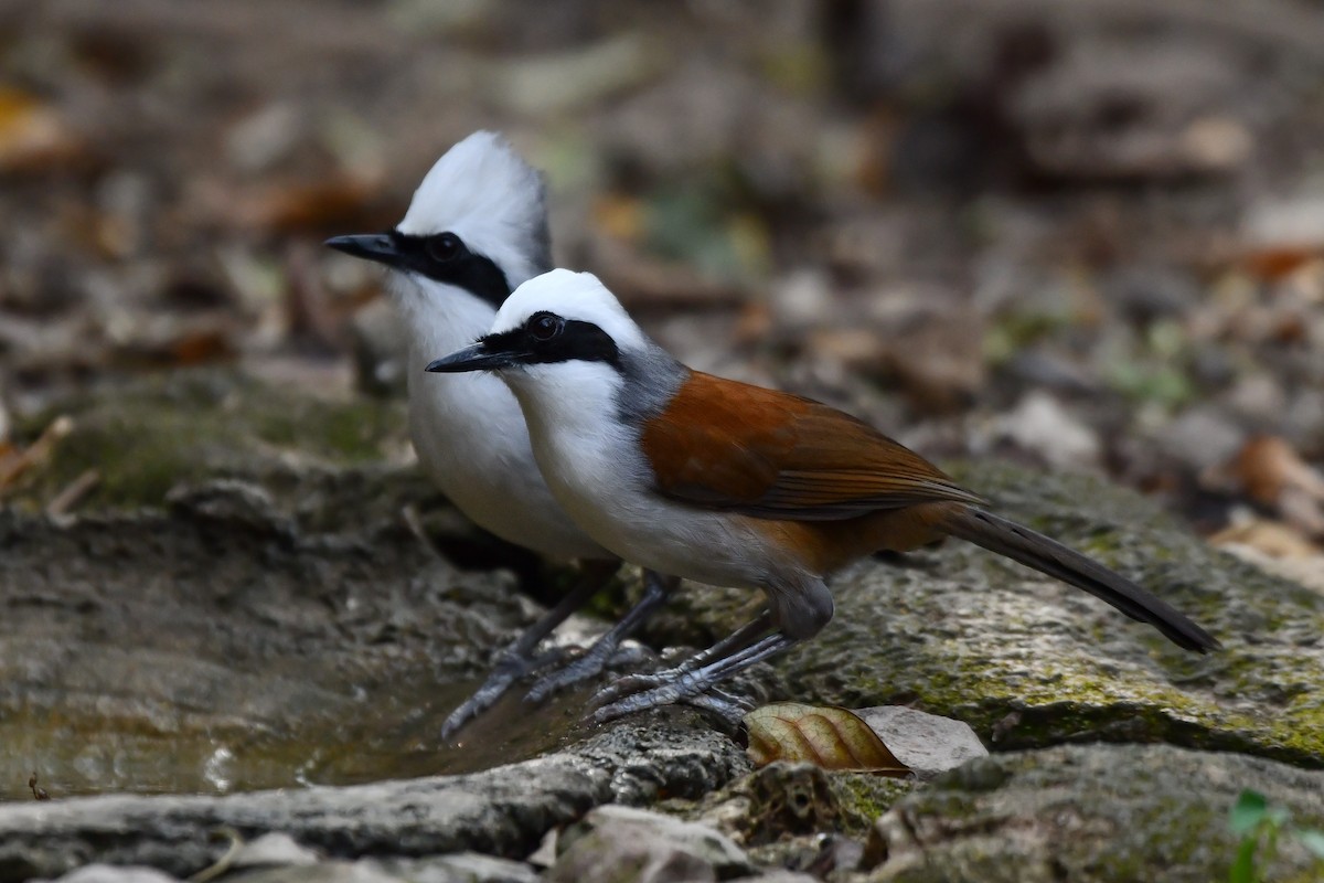 White-crested Laughingthrush - ML619386086