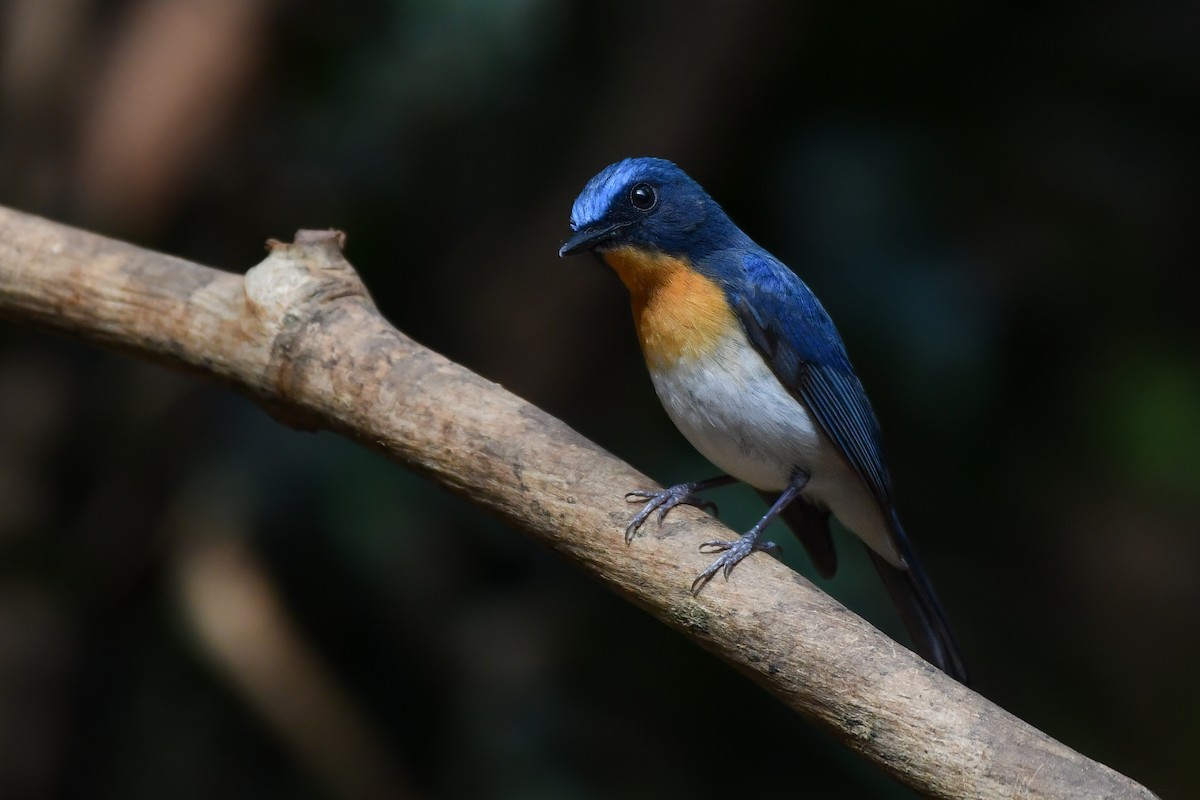 Indochinese Blue Flycatcher - Rotem Avisar