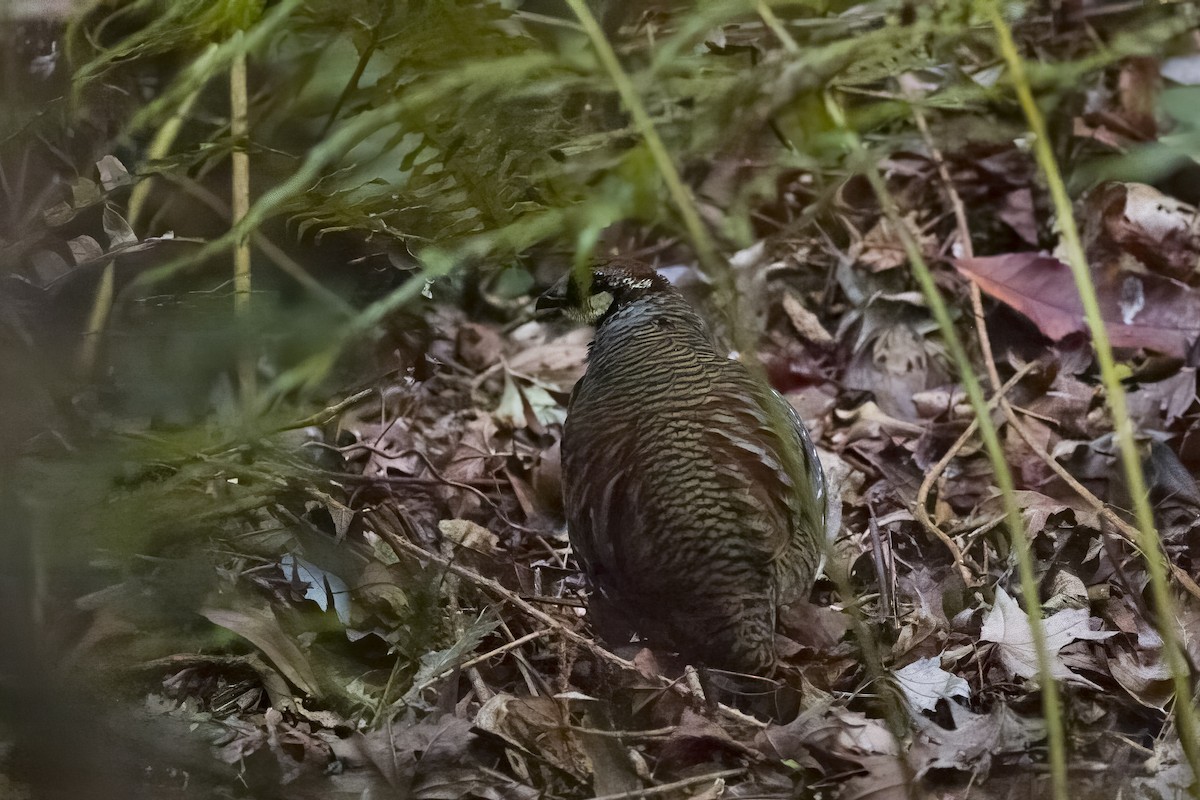 Taiwan Partridge - u7 Liao