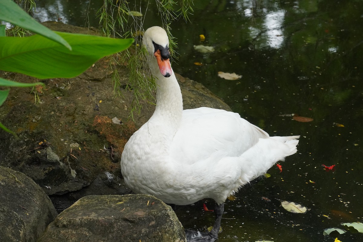 Mute Swan - Shiyu Ding