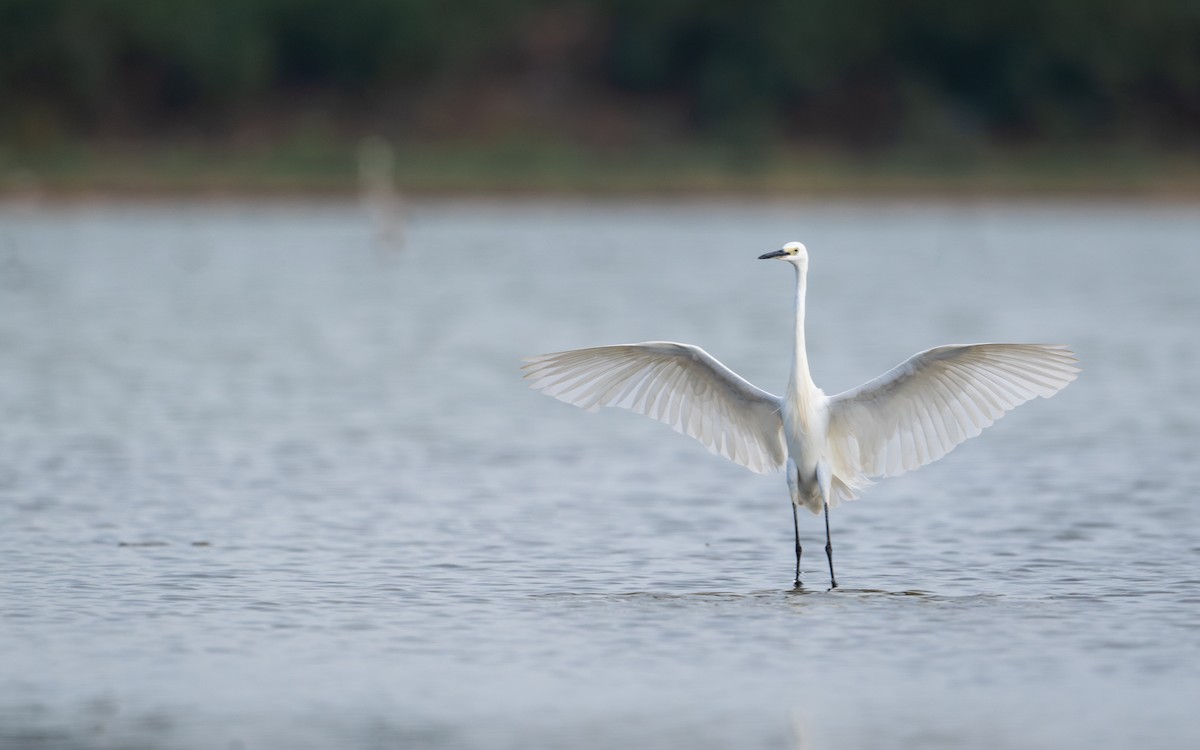 Little Egret - Sharang Satish