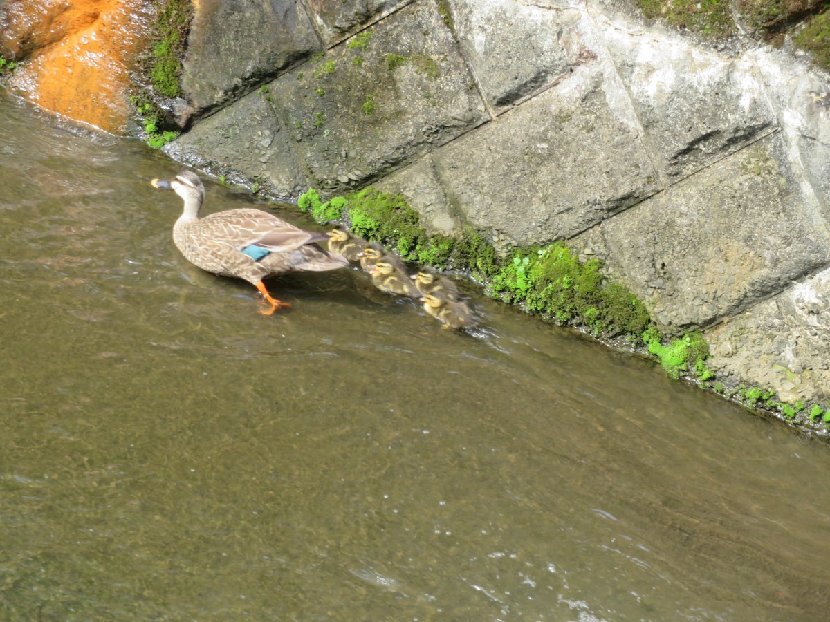 Eastern Spot-billed Duck - ML619386132