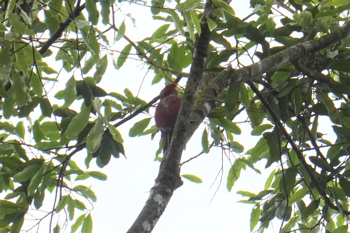 Banded Woodpecker - Shiyu Ding