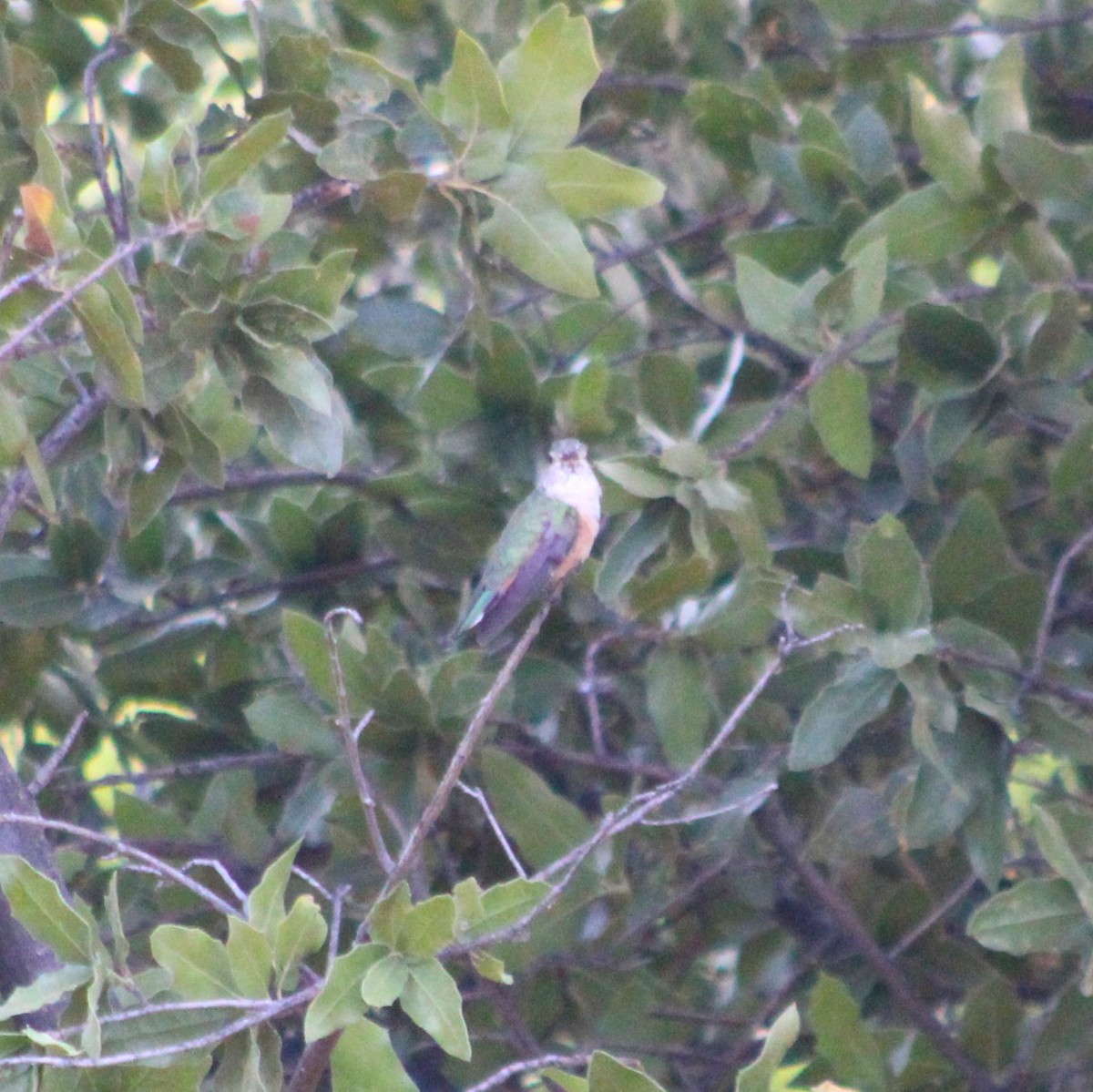 Broad-tailed Hummingbird - Marsha Painter