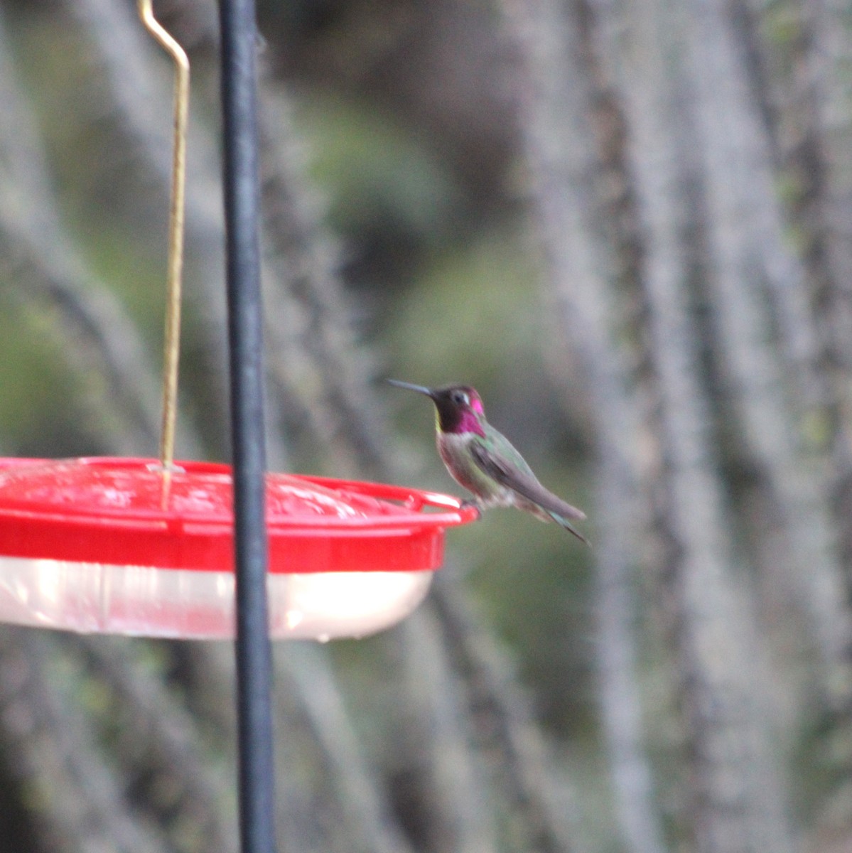 Broad-tailed Hummingbird - Marsha Painter