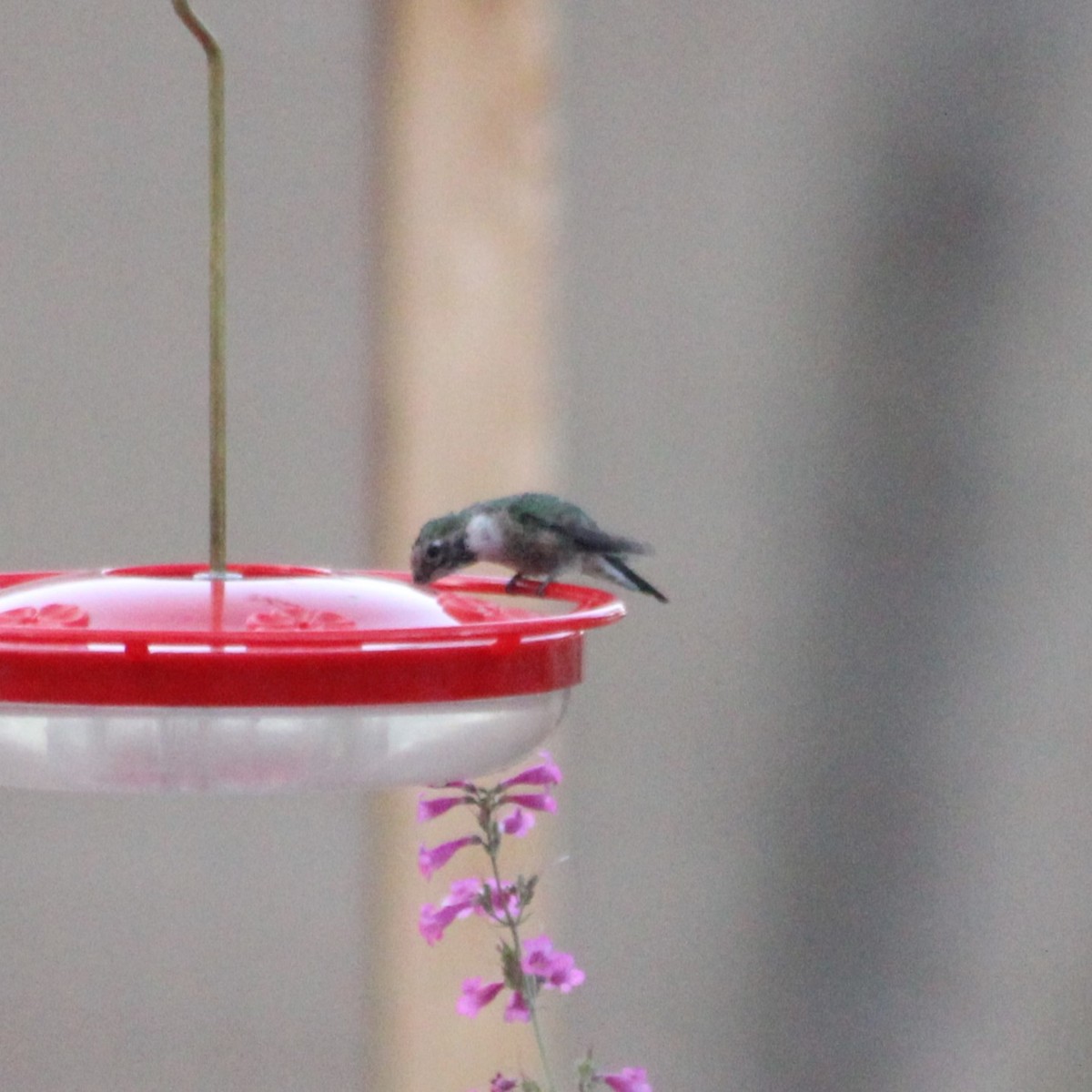 Broad-tailed Hummingbird - Marsha Painter