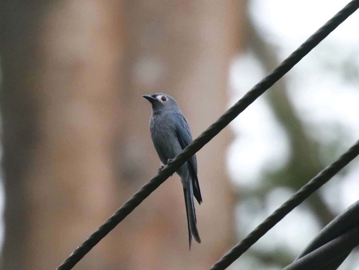 Drongo Cenizo (stigmatops) - ML619386145