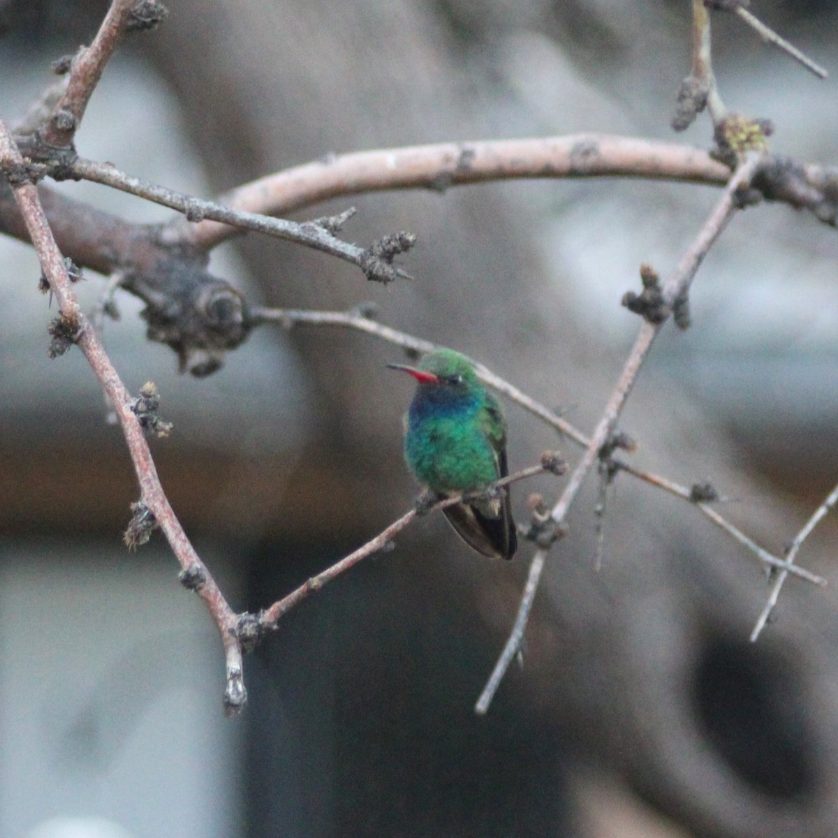 Broad-billed Hummingbird - Marsha Painter