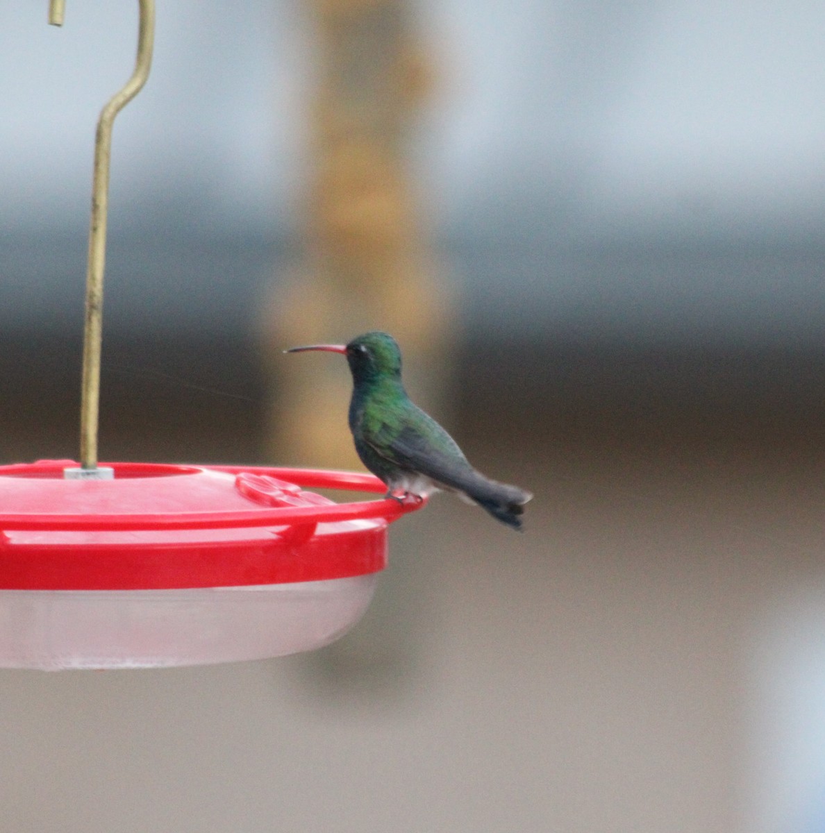 Broad-billed Hummingbird - Marsha Painter