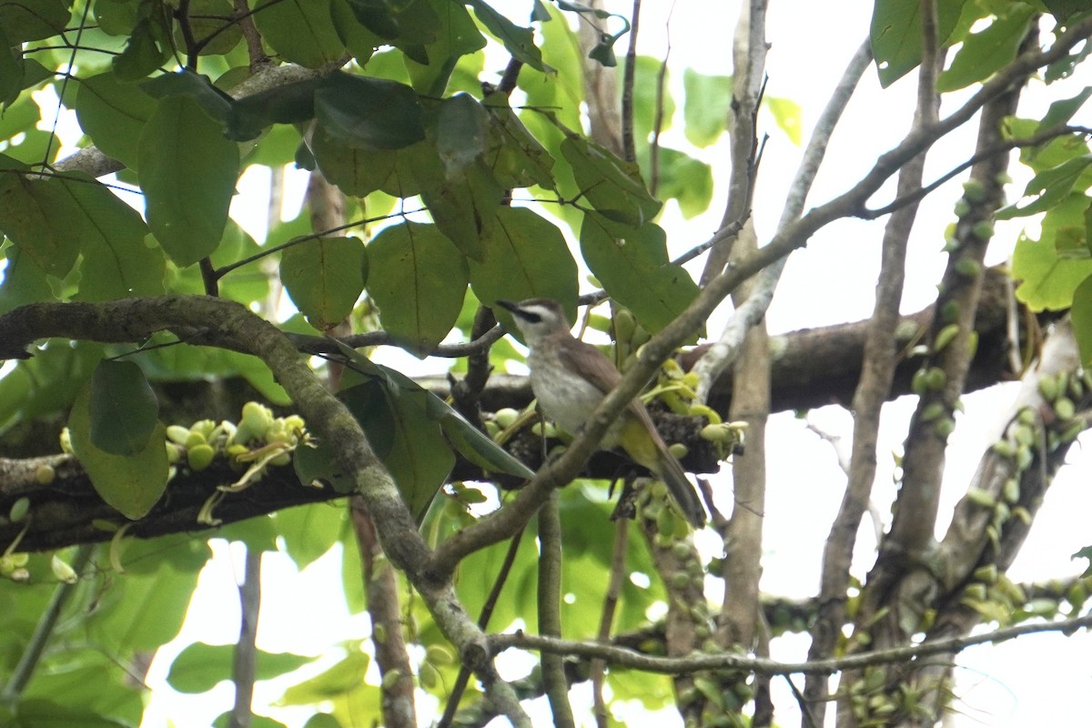 Yellow-vented Bulbul - Shiyu Ding