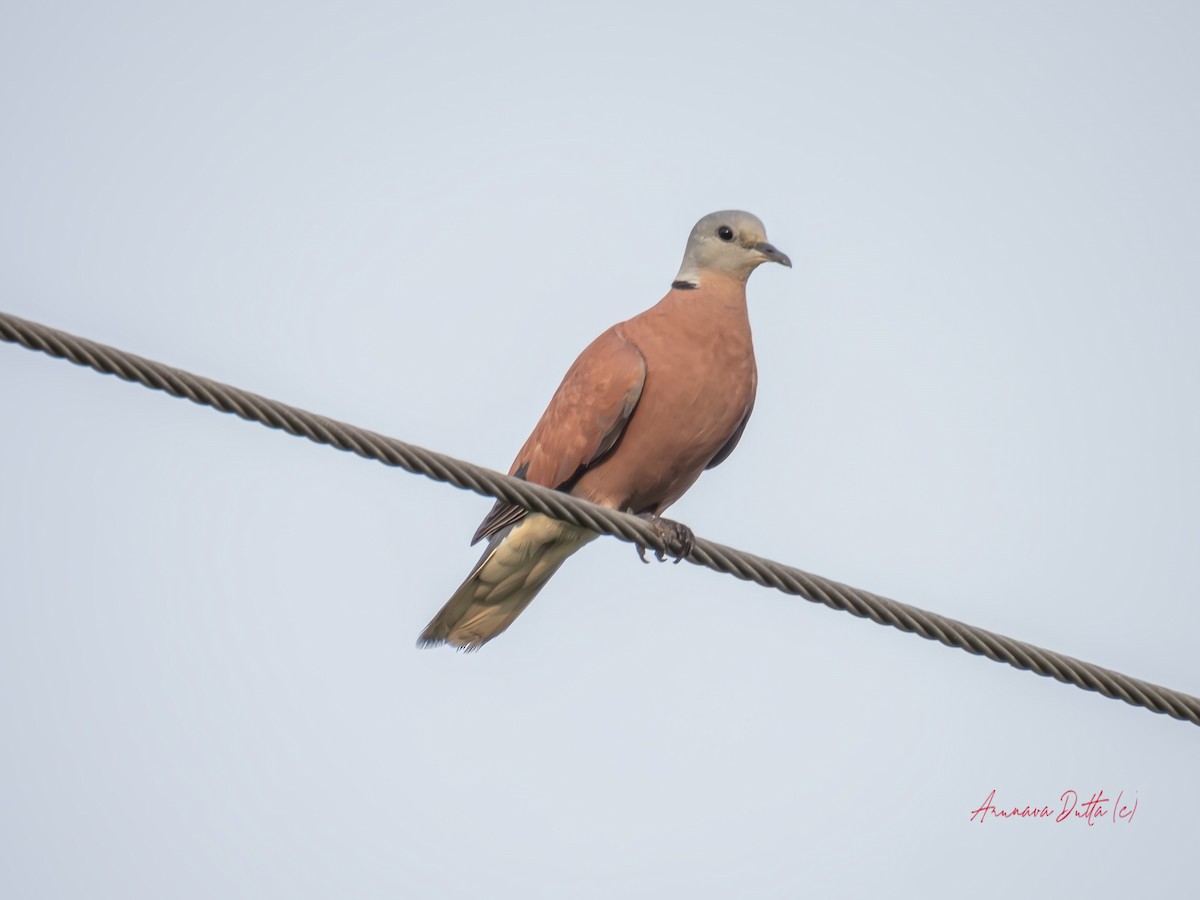 Red Collared-Dove - Arunava Dutta