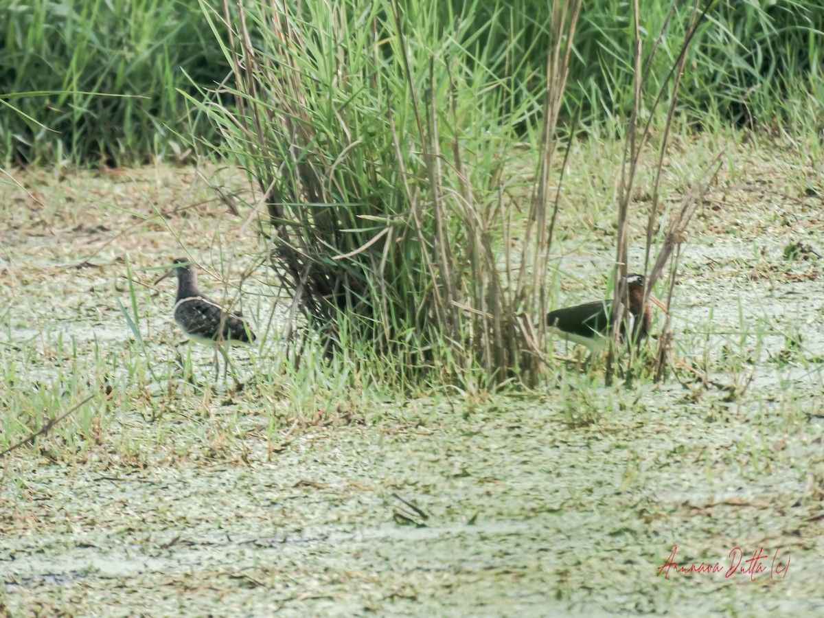 Greater Painted-Snipe - Arunava Dutta