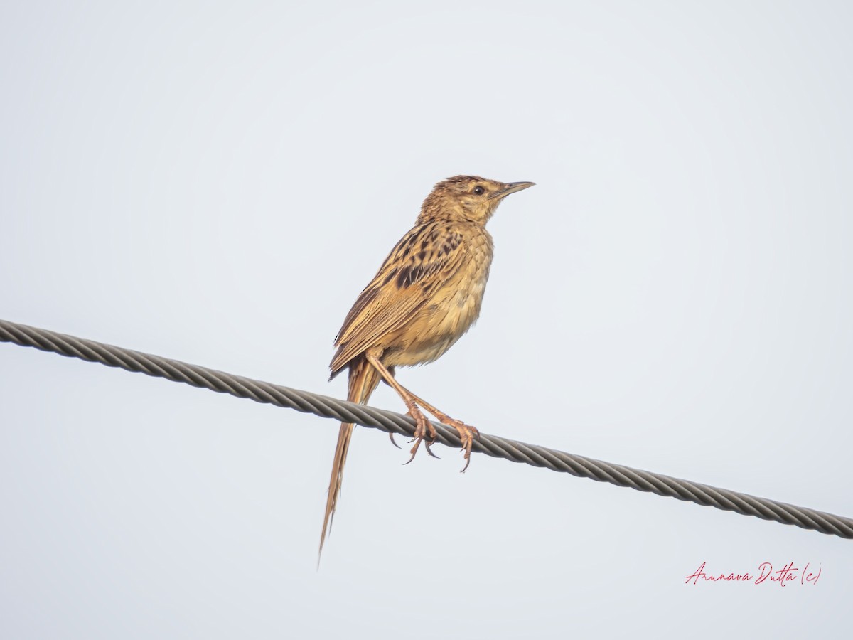 Striated Grassbird - Arunava Dutta