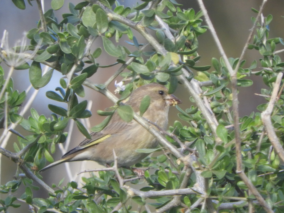 European Greenfinch - ML619386186