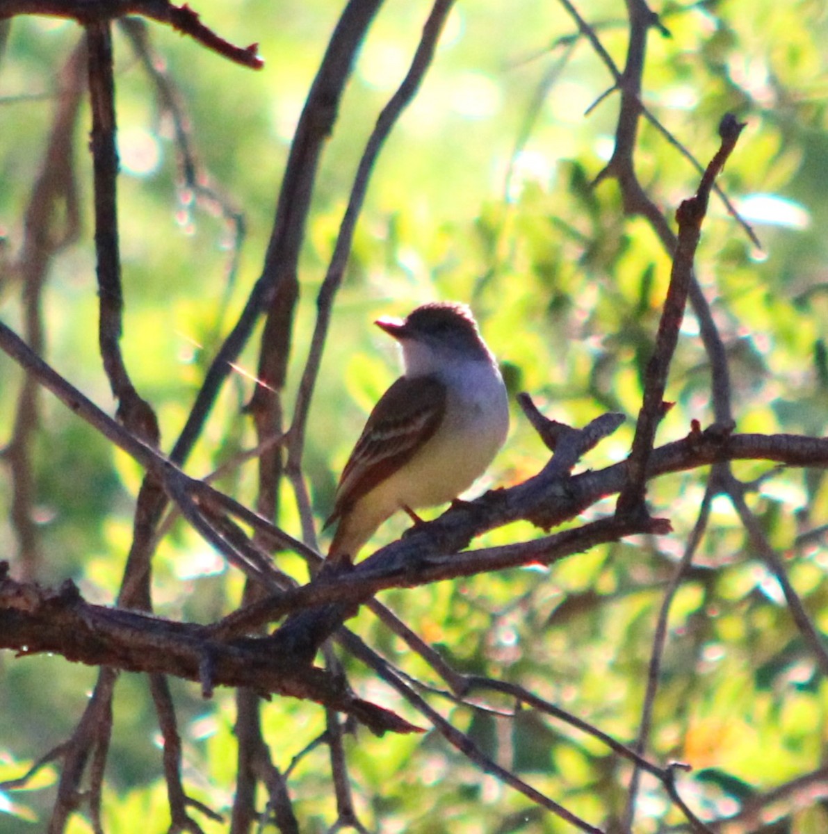 Ash-throated Flycatcher - Marsha Painter