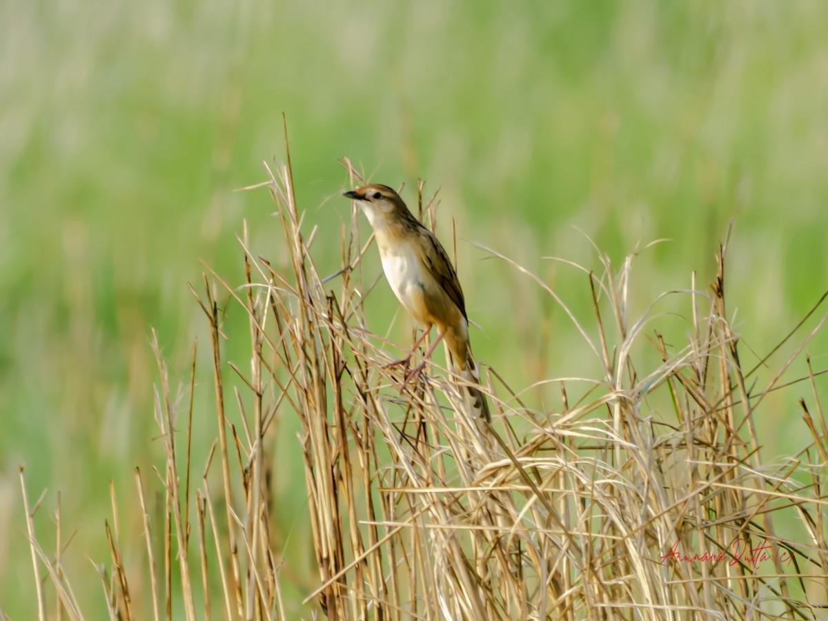 Bristled Grassbird - Arunava Dutta