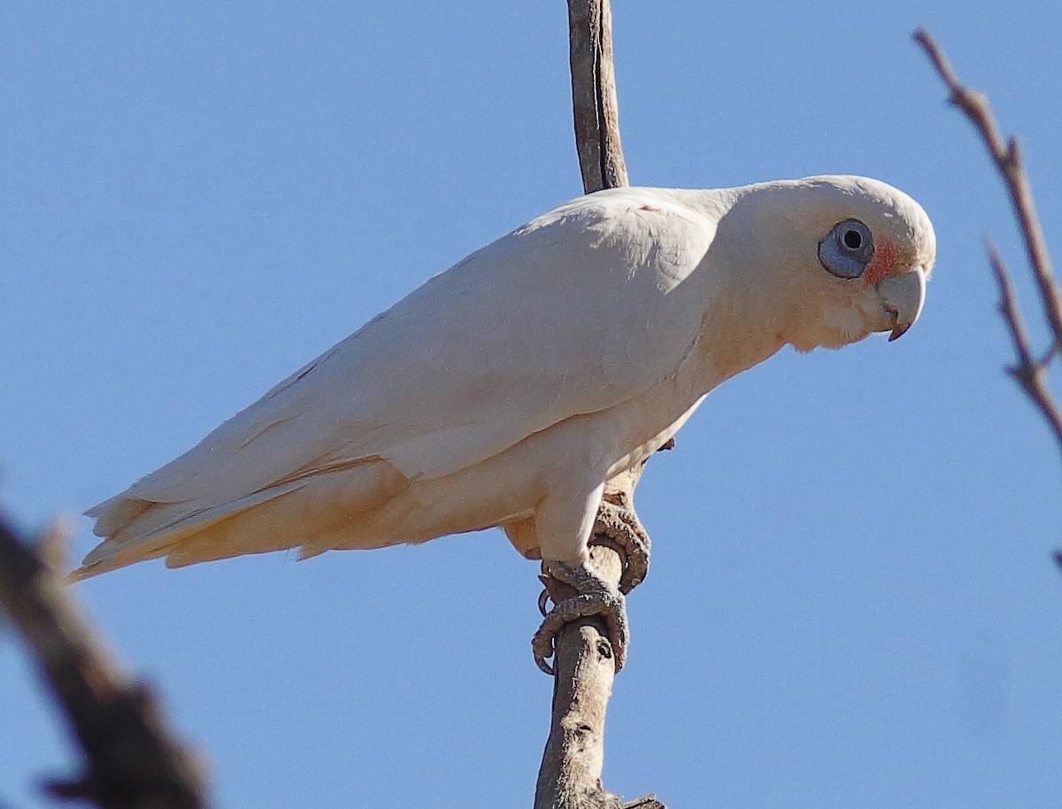 Cacatoès corella - ML619386197