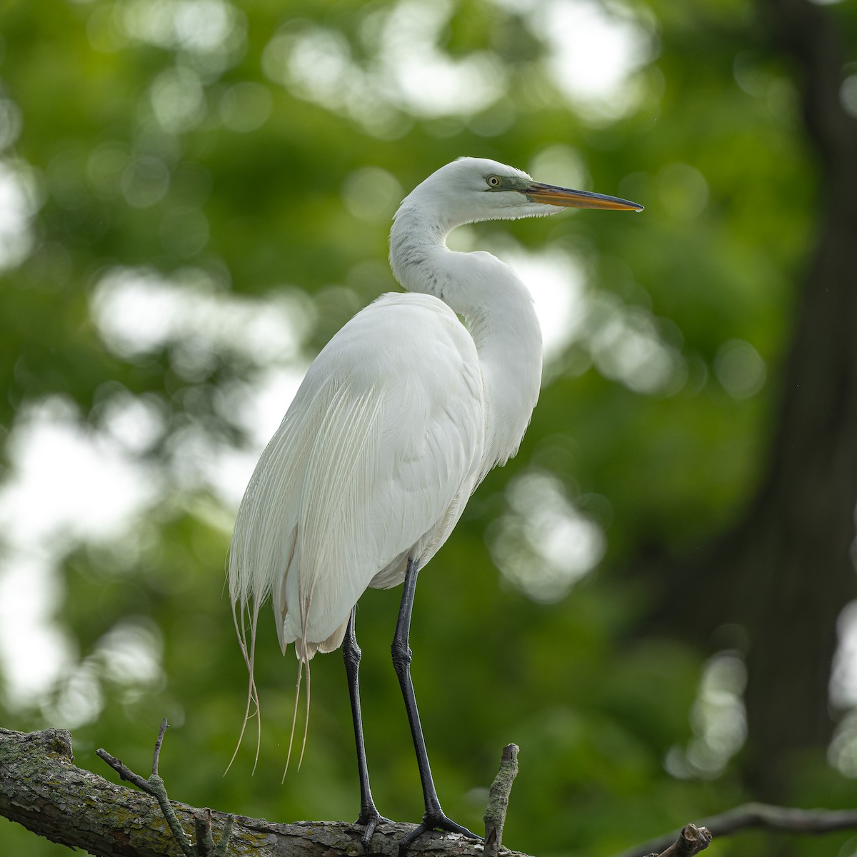 Great Egret - patrick horan