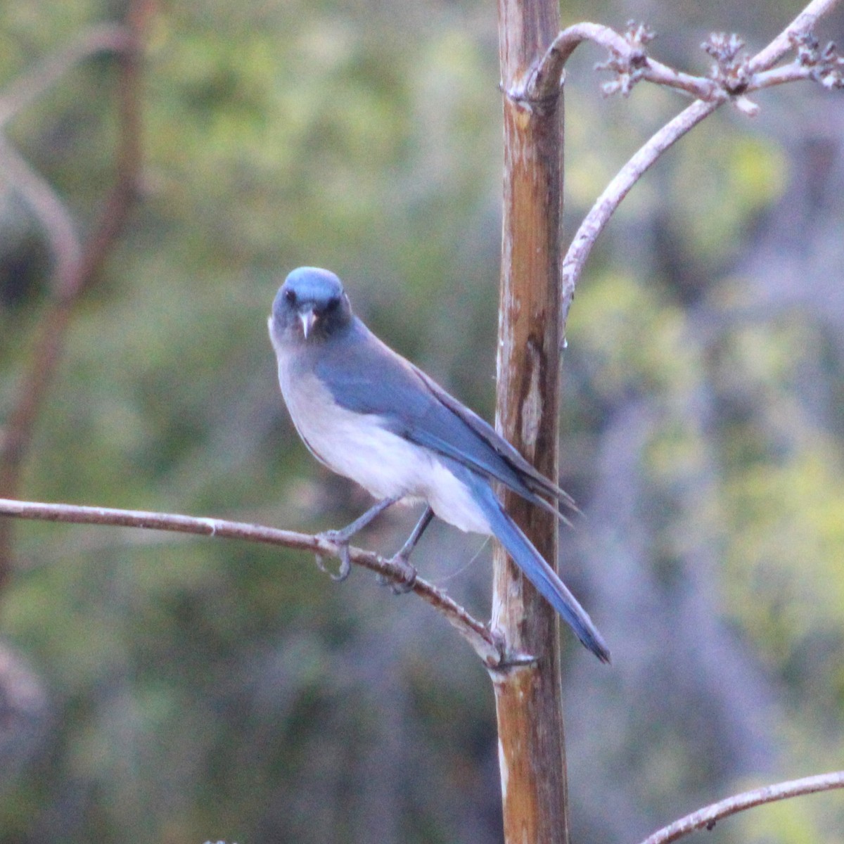 Mexican Jay - Marsha Painter