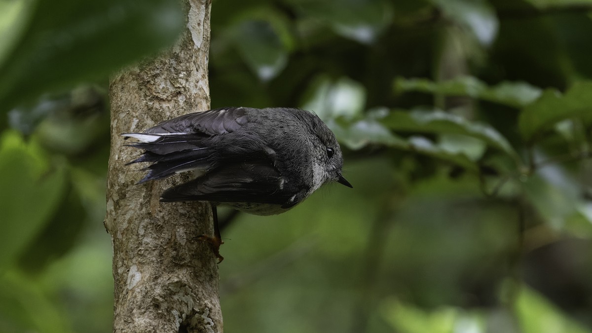 South Island Robin - Markus Craig