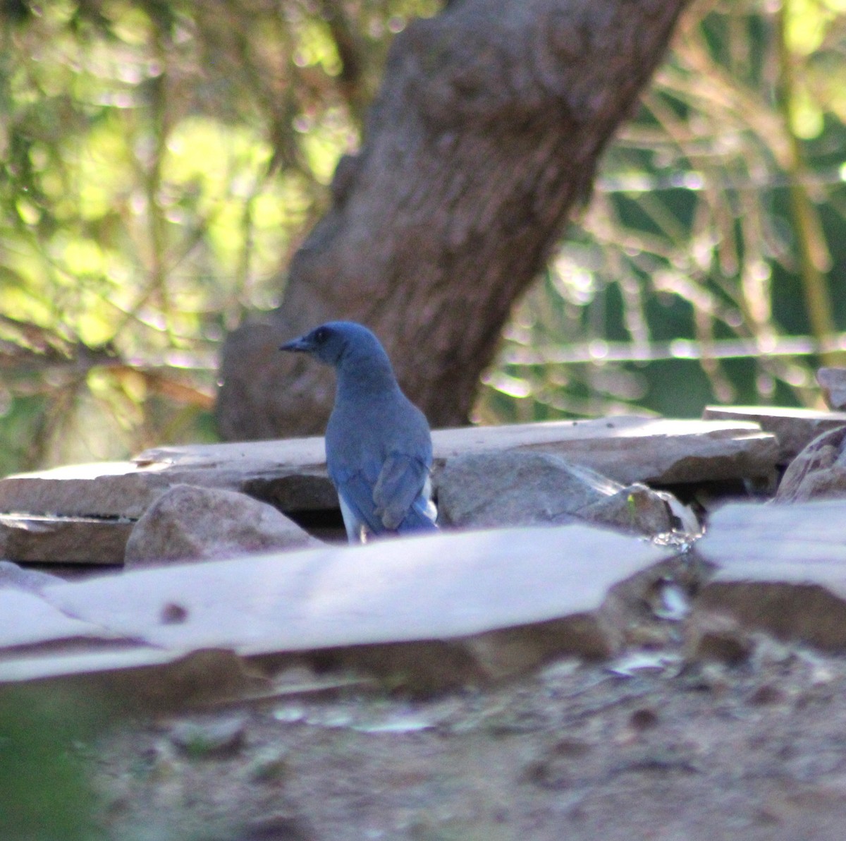 Mexican Jay - Marsha Painter