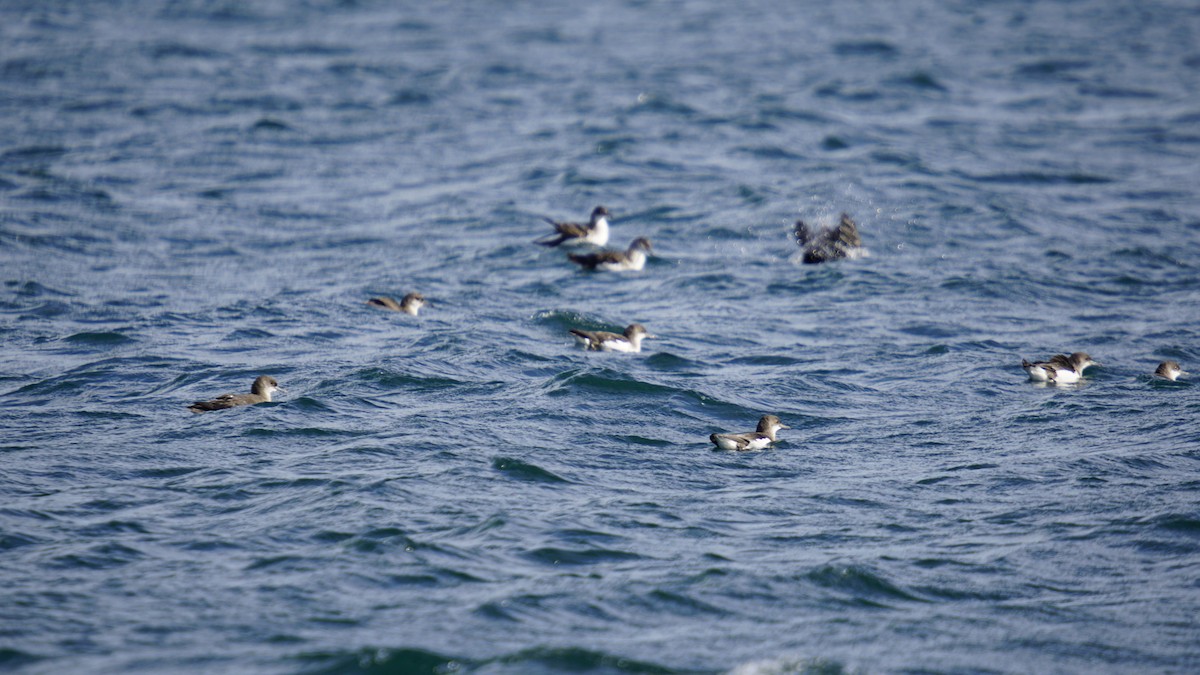 Hutton's Shearwater - Ulises Cabrera Miranda