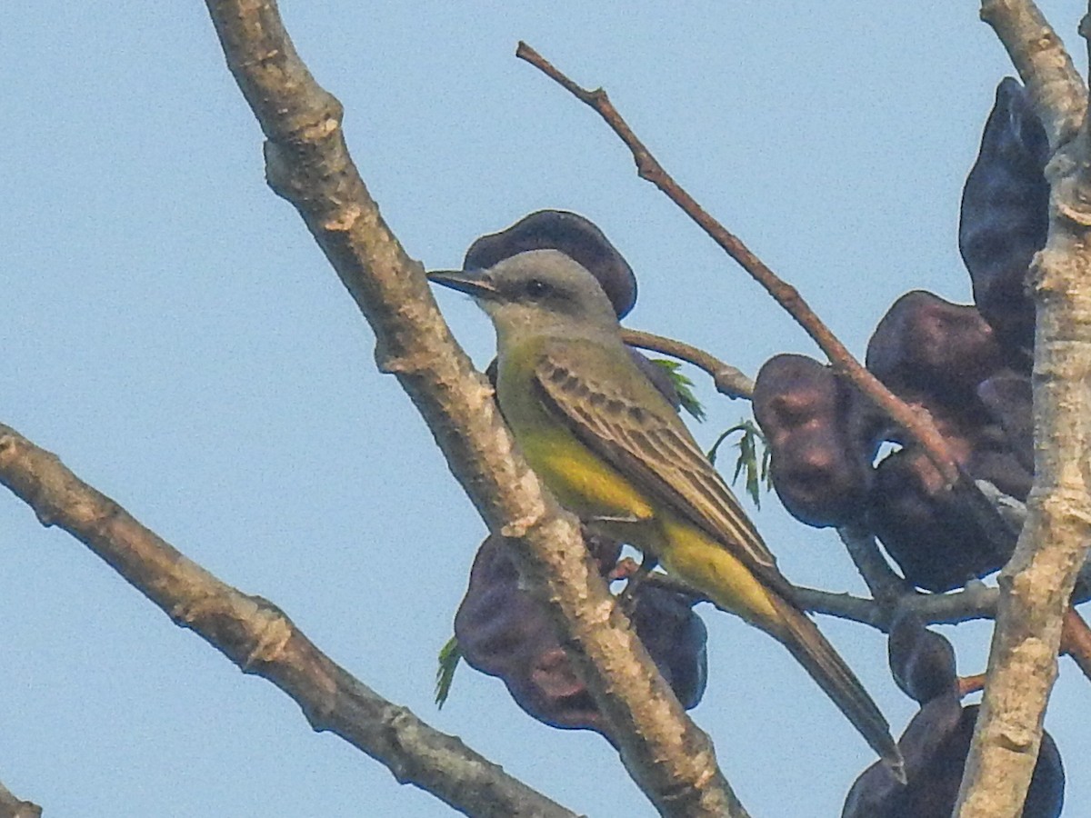 Tropical Kingbird - Sergio Castañeda Ramos