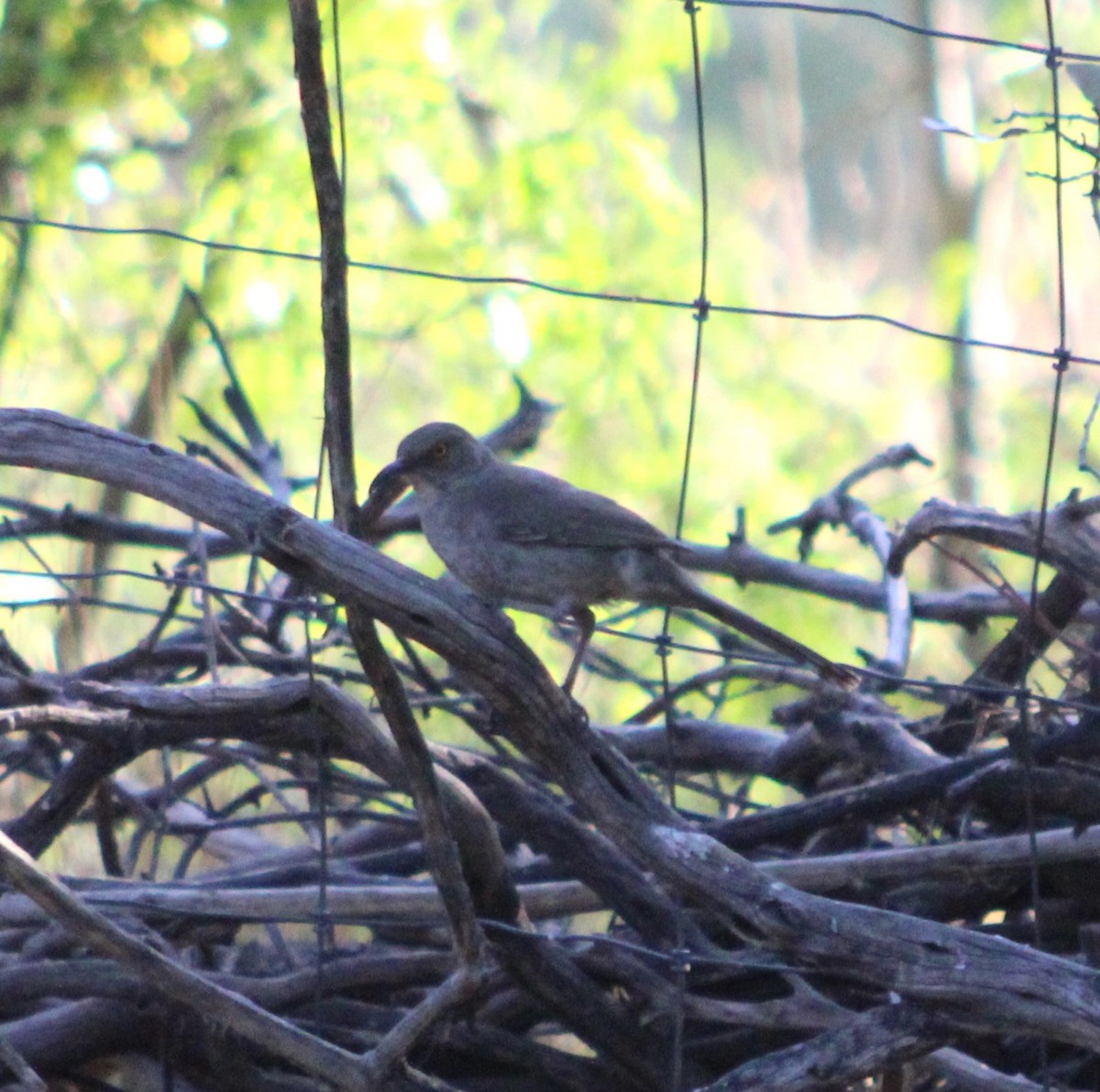 Curve-billed Thrasher - Marsha Painter