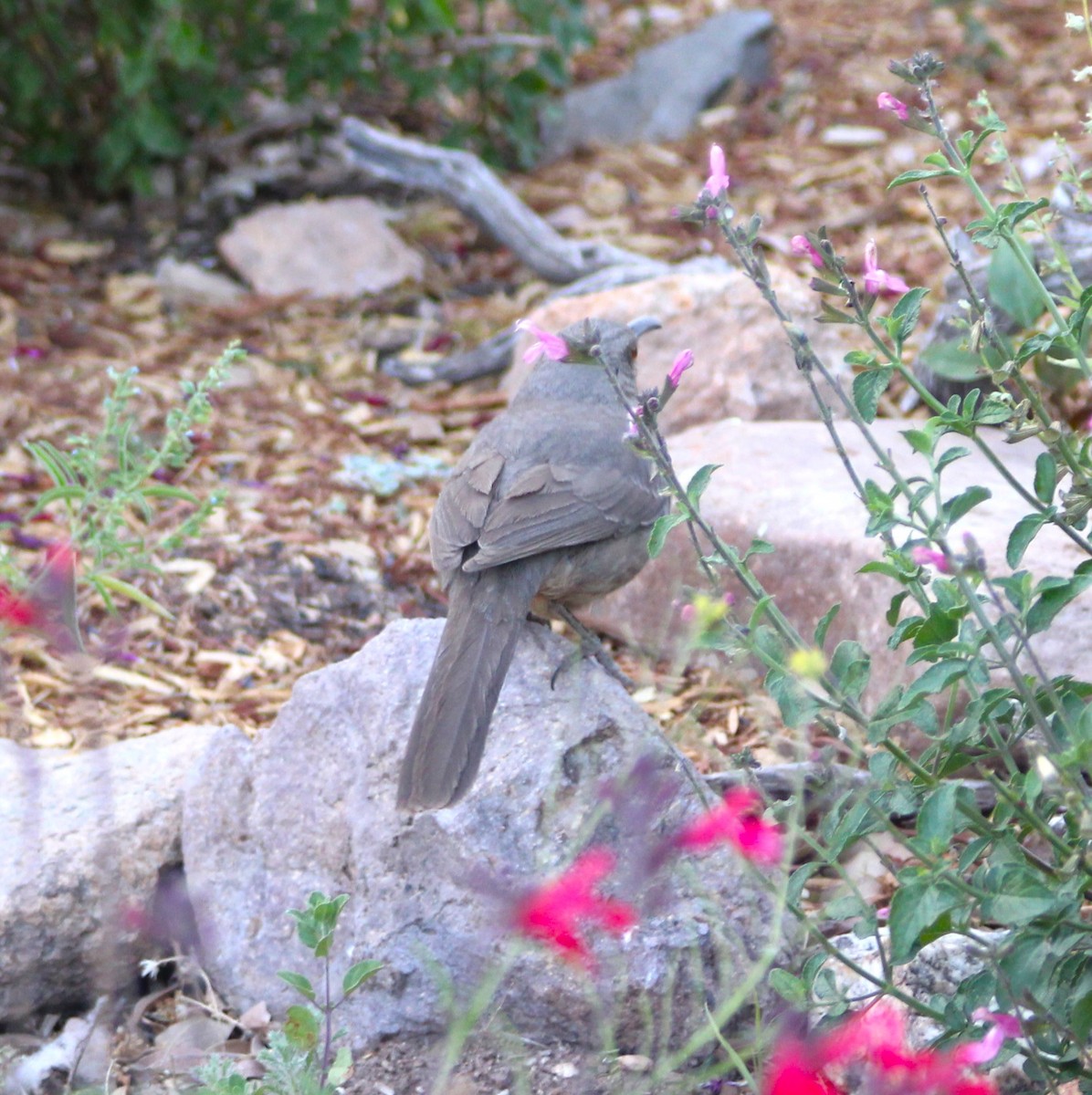 Curve-billed Thrasher - Marsha Painter