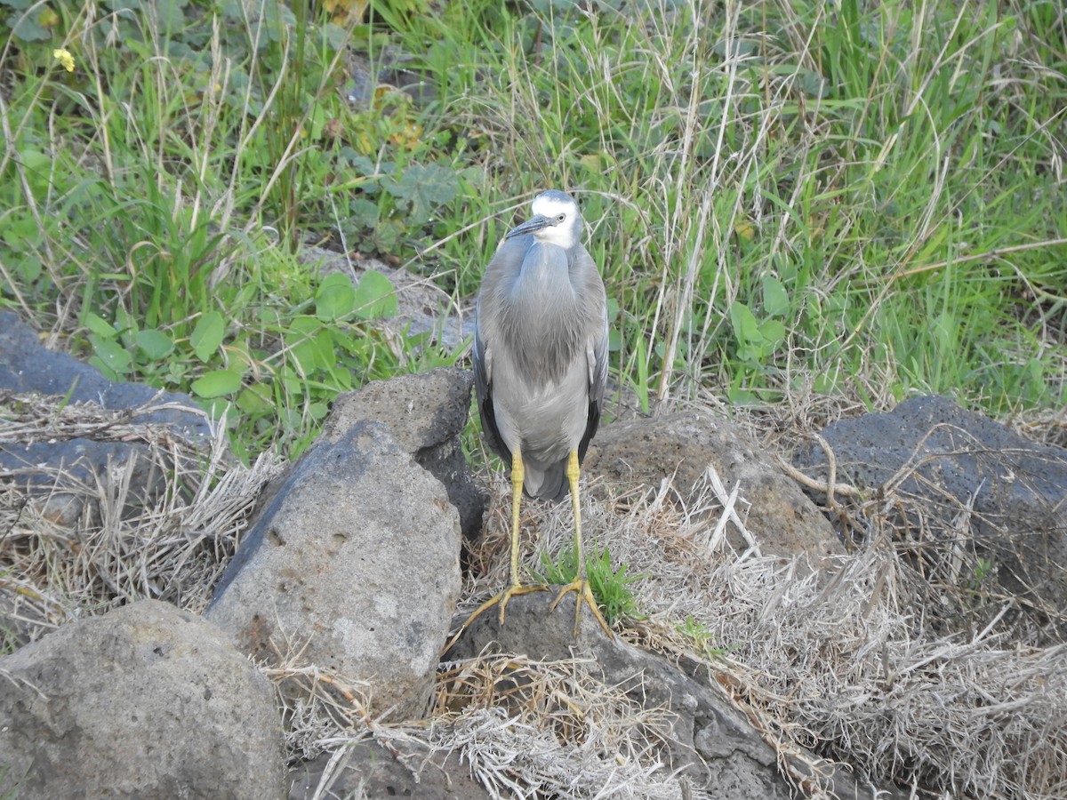 White-faced Heron - Charles Silveira