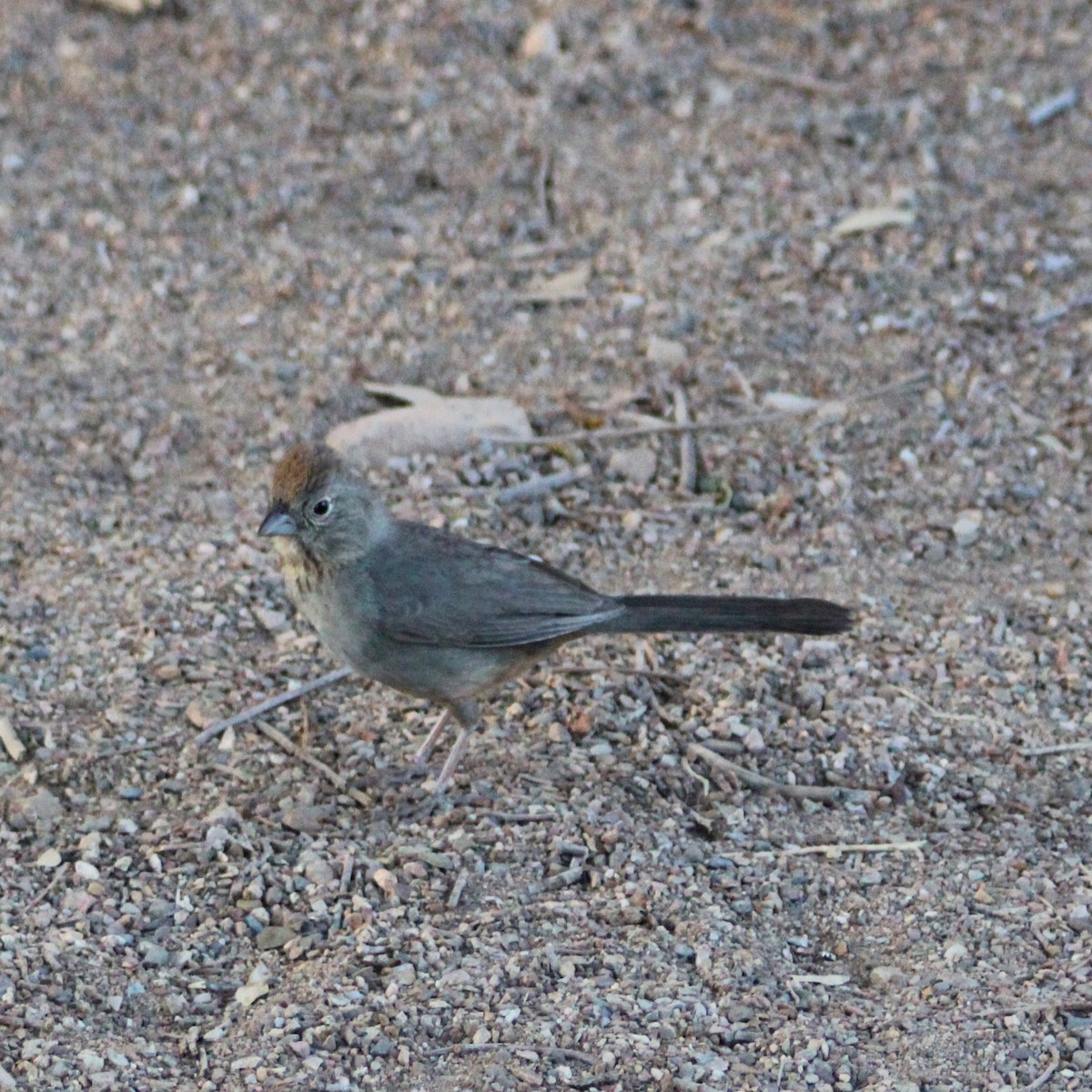 Canyon Towhee - Marsha Painter