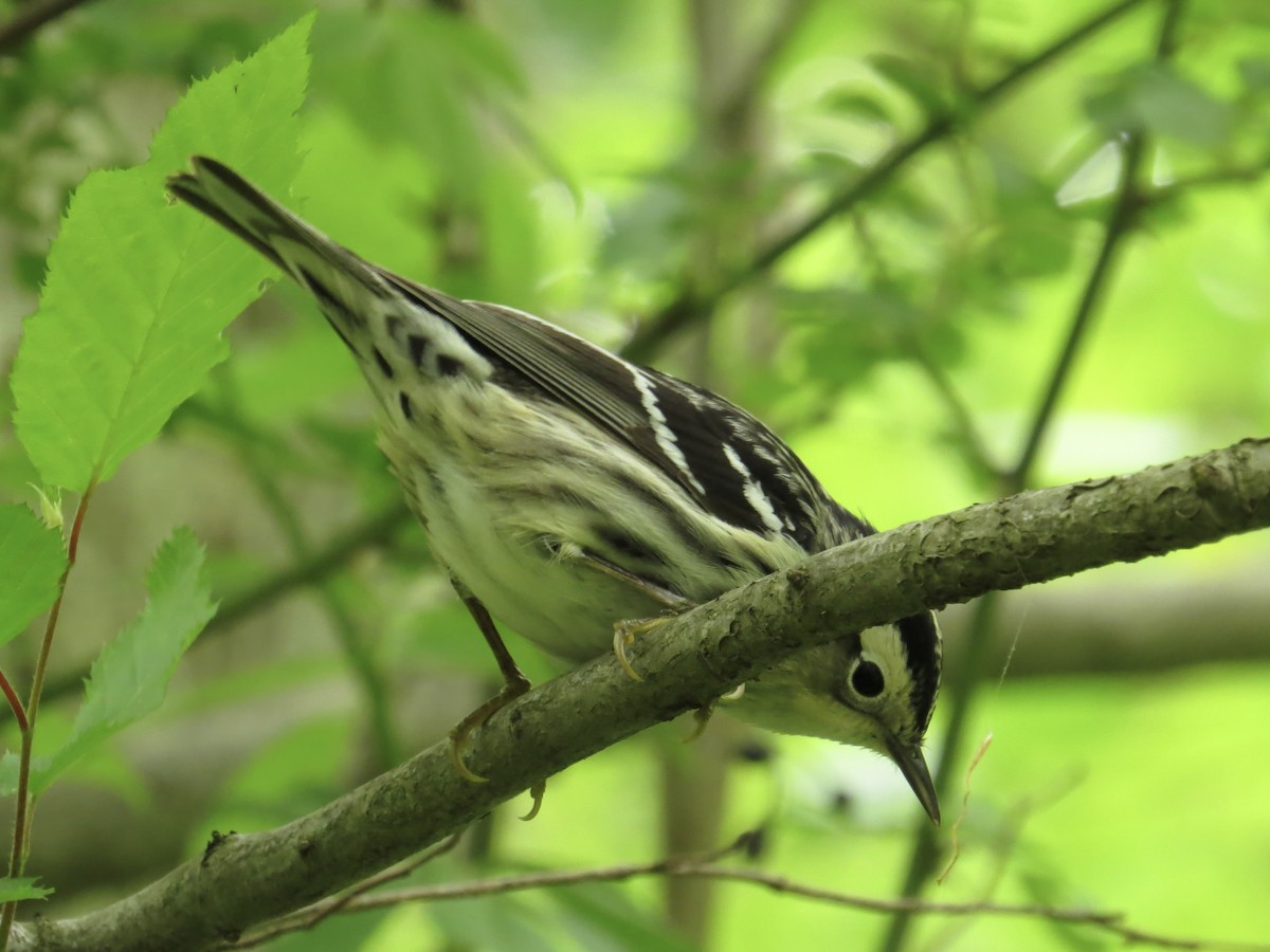 Black-and-white Warbler - Tim Carney