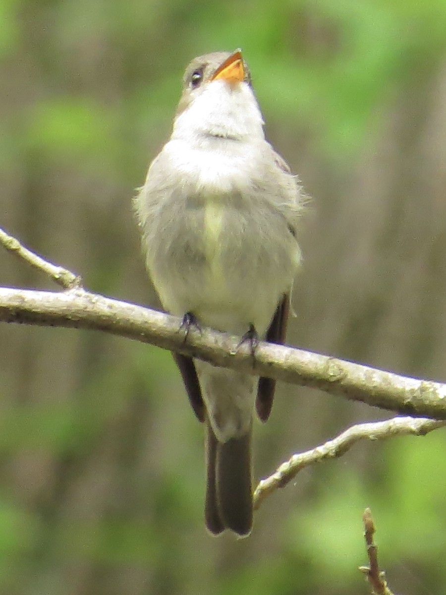 Eastern Wood-Pewee - Tim Carney