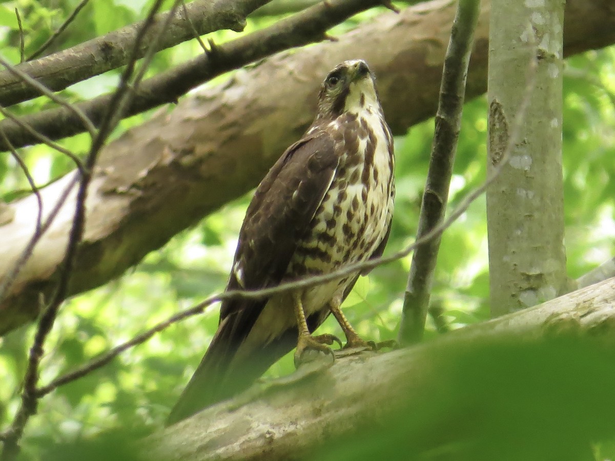 Broad-winged Hawk - Tim Carney