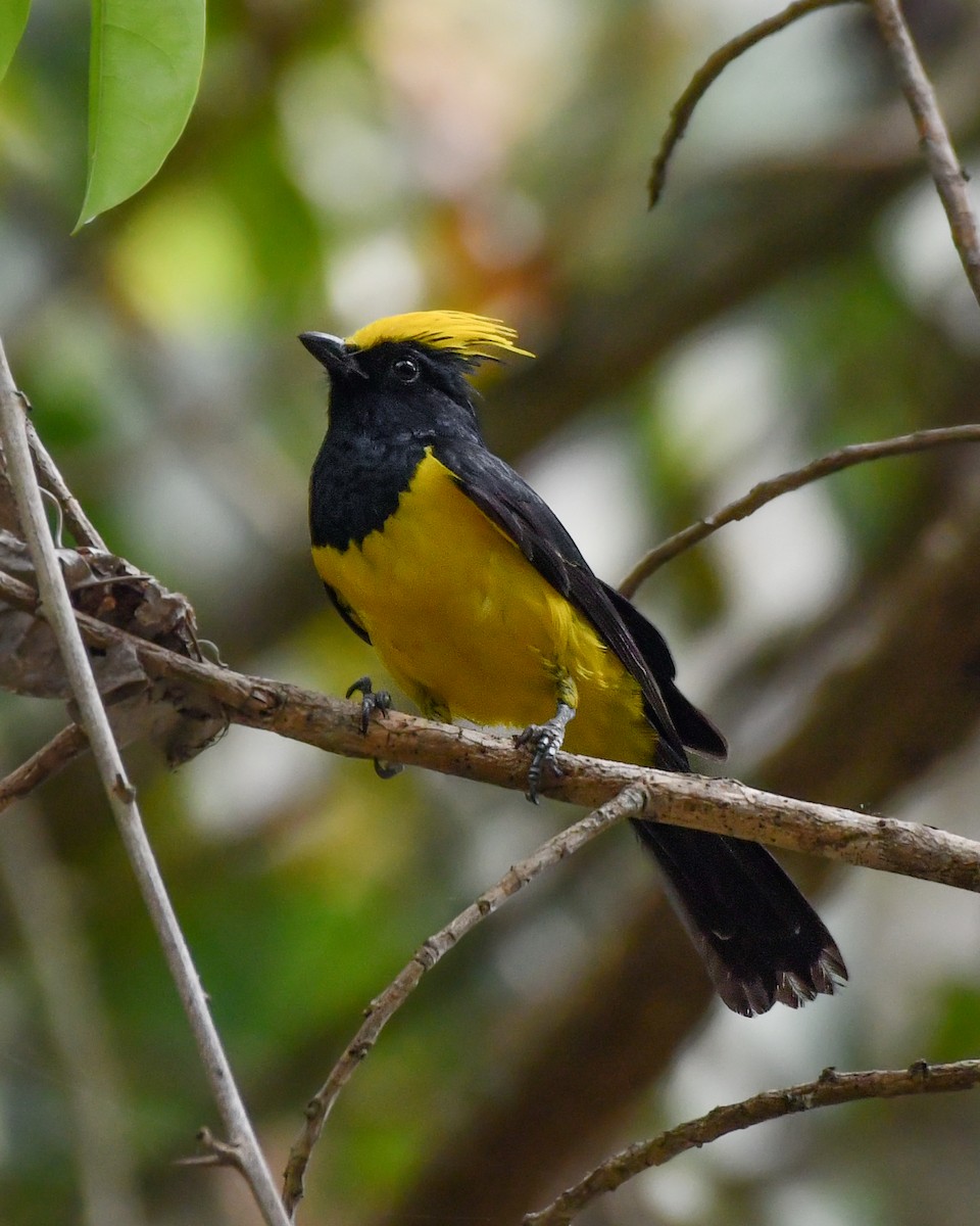 Sultan Tit (Yellow-crested) - ML619386306