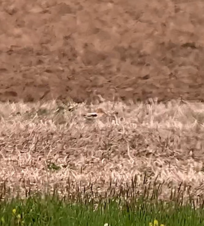 American Avocet - Andy McGivern