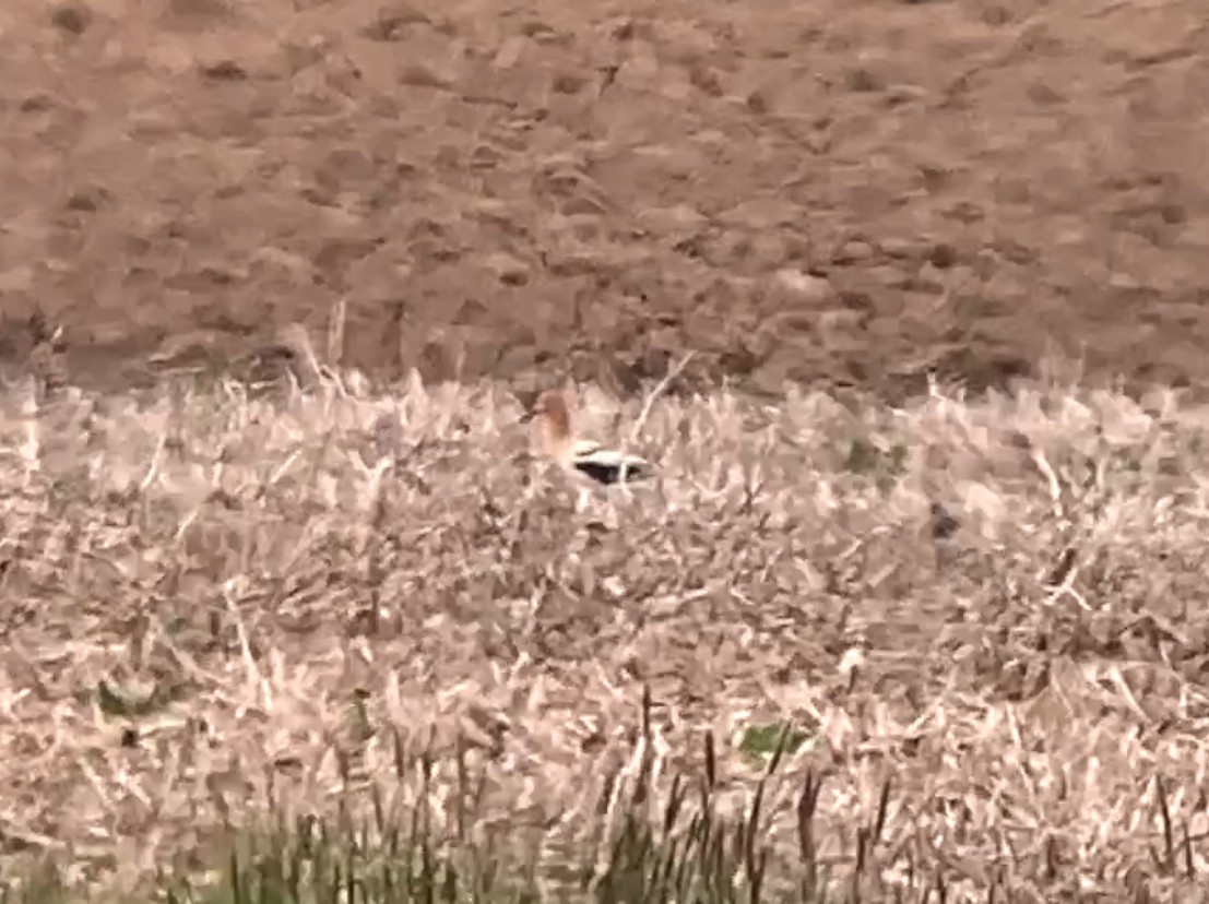 American Avocet - Andy McGivern