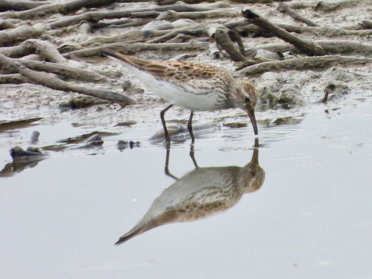 White-rumped Sandpiper - AiLeng Chan