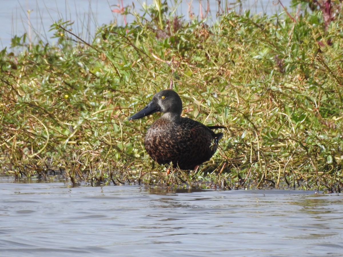 Australasian Shoveler - Ana de Joux