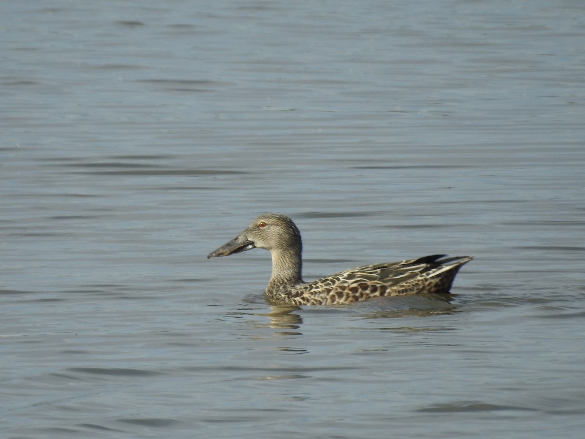 Australasian Shoveler - Ana de Joux