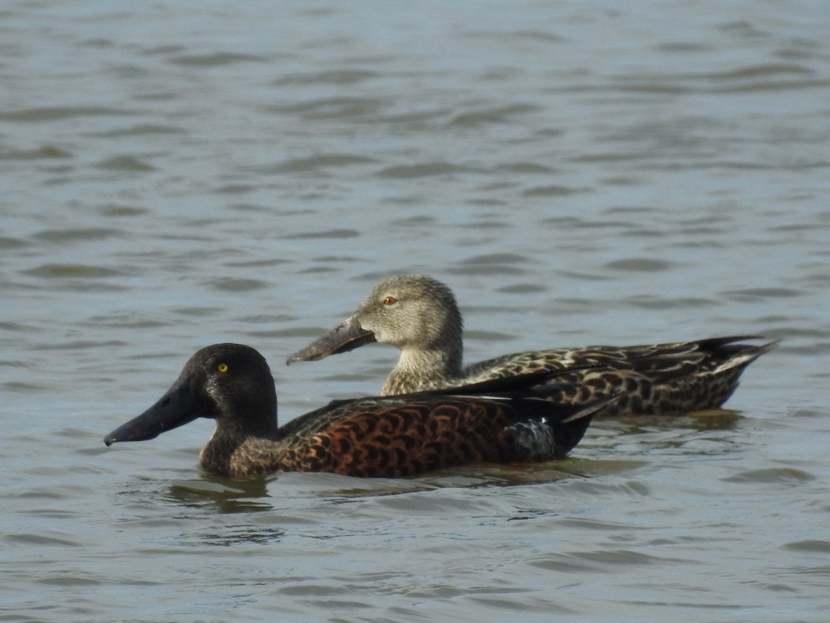 Australasian Shoveler - Ana de Joux