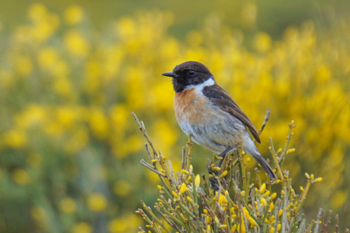 European Stonechat - Miguel Hernández