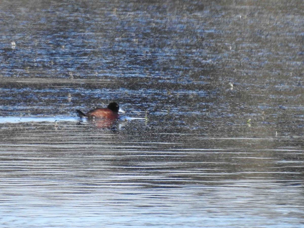 Blue-billed Duck - ML619386373