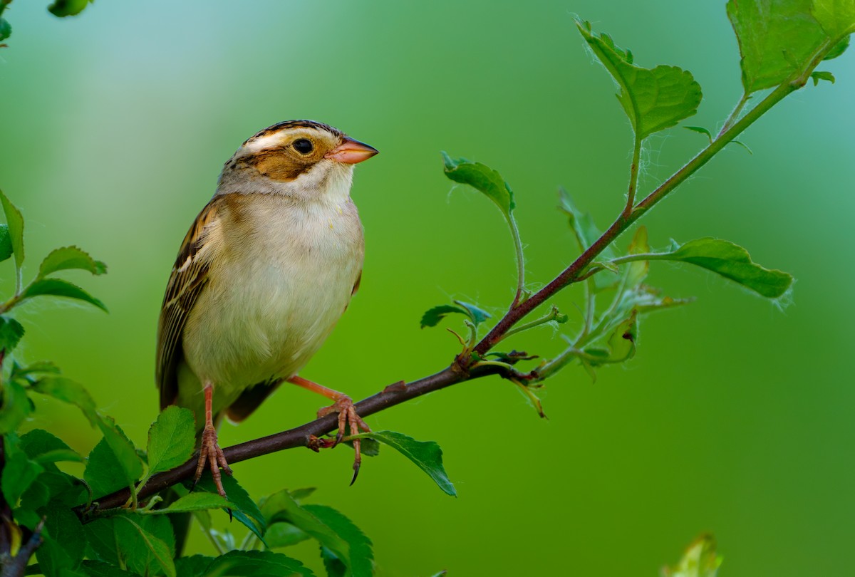 Clay-colored Sparrow - Isaac Polanski