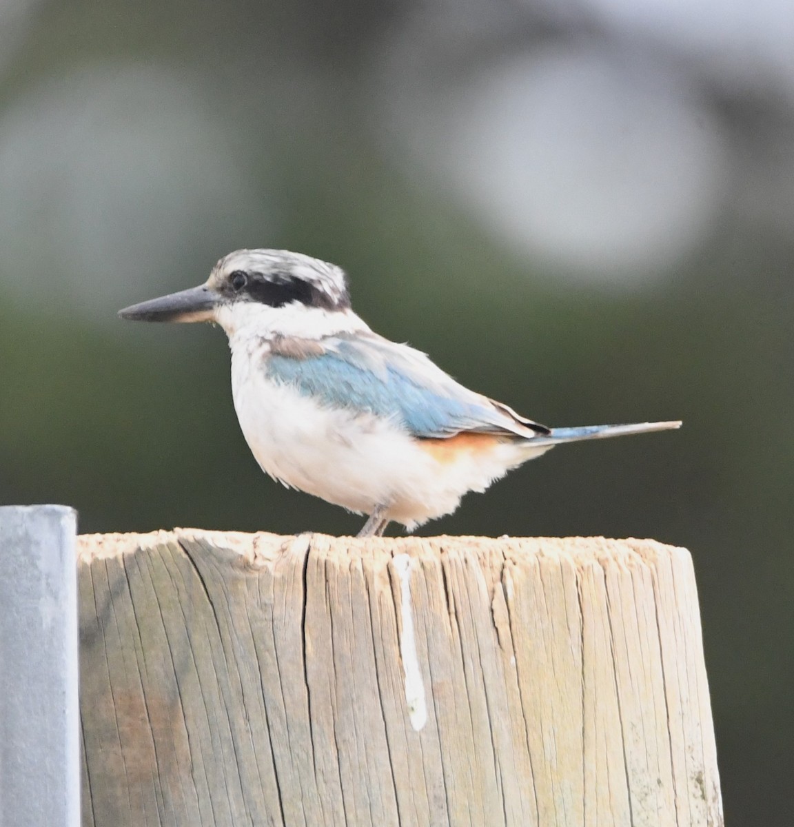 Red-backed Kingfisher - David Schuemaker