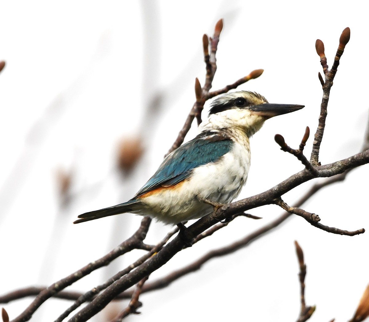 Red-backed Kingfisher - David Schuemaker