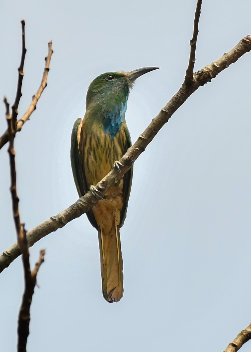 Blue-bearded Bee-eater - Rotem Avisar