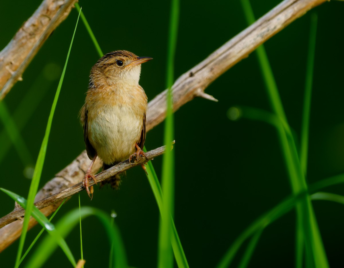 Sedge Wren - Isaac Polanski